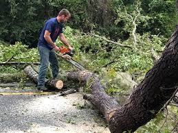 Mebane, NC Tree Services Company