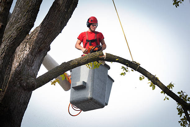 Best Root Management and Removal  in Mebane, NC